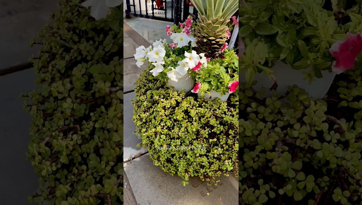 DIY Jade Planter from Old Tyre | Easy Garden Decor Idea 💚