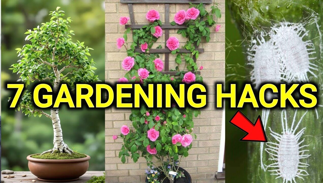 7 easy diy ideas for your garden | Gardening tips for Beginners