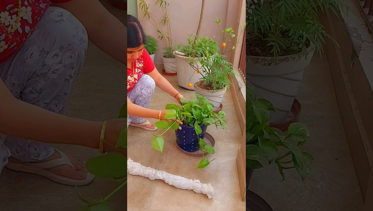 Money Plant Ideas |DIY plants #plants #diy #homeorganization