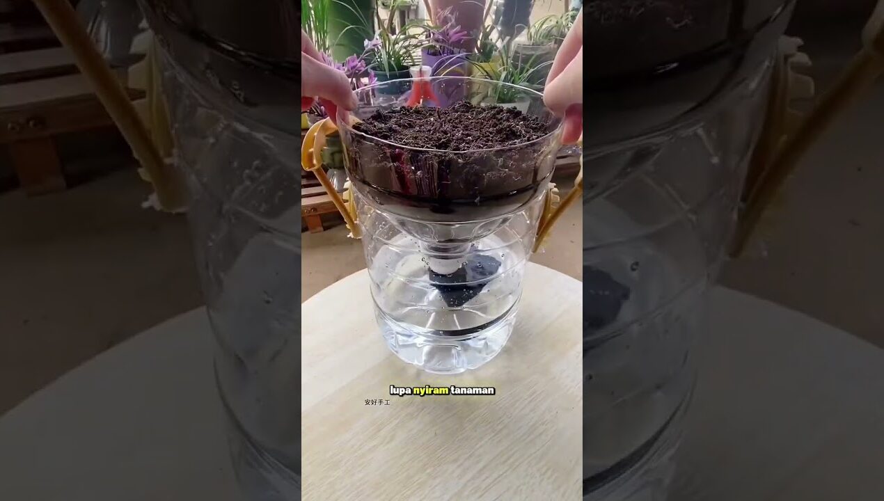“Gak Nyangka! Galon Bekas Disulap Jadi Pot Estetik Super Keren 😱”#diy #berkebun