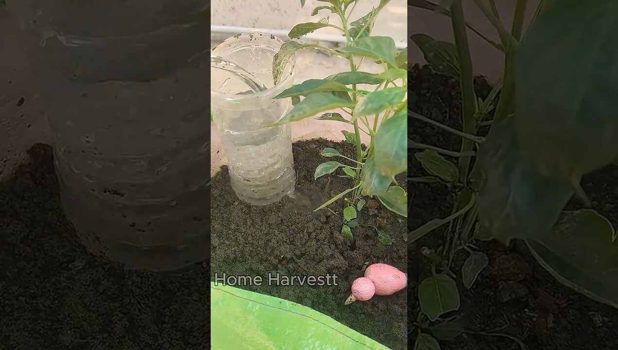Deep Root Watering Hack with Plastic Bottle 🌱 | Water Plants the Right Way #shorts
