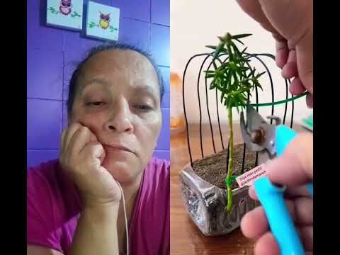 Como plantar onze horas #viral #plants #plant #plantar #onzehoras #flores #de #comofazer #ideas