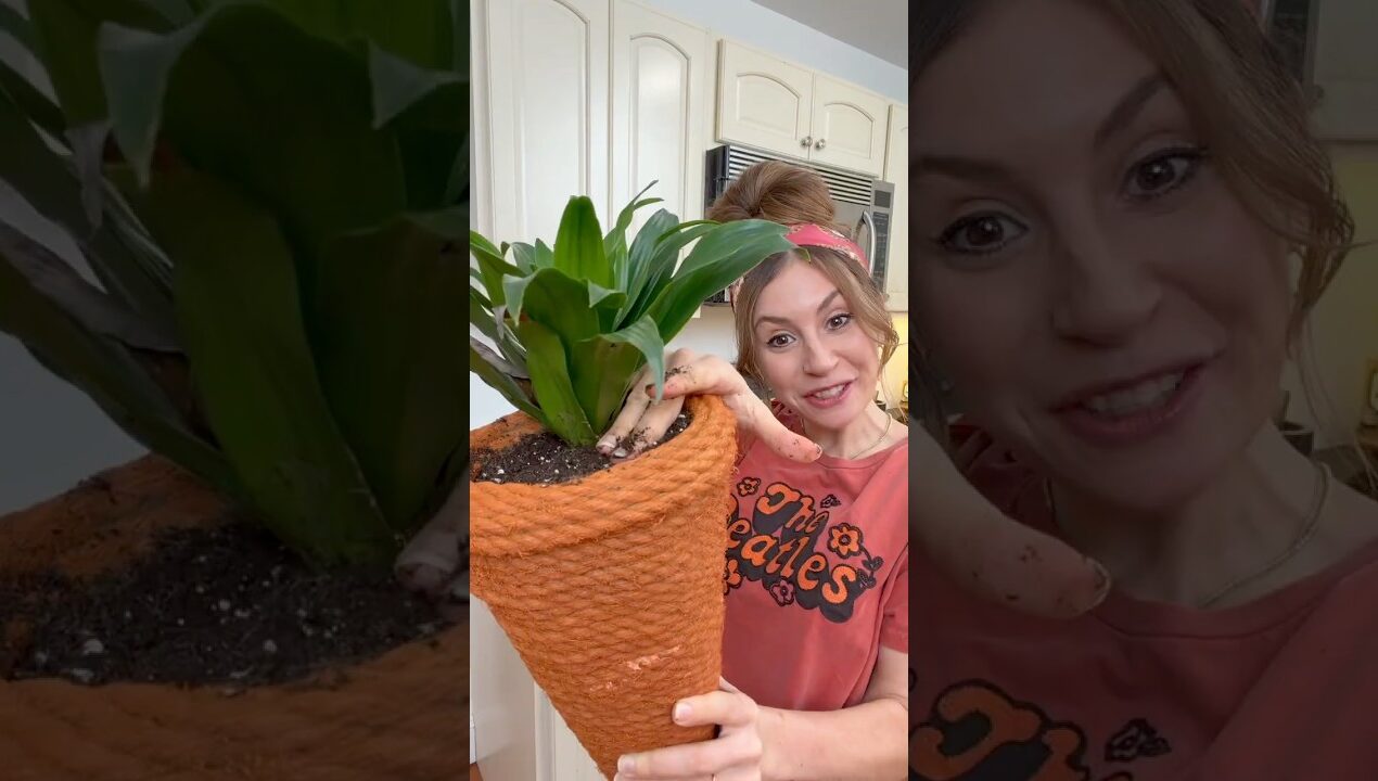 amazing planter transformation 🤯