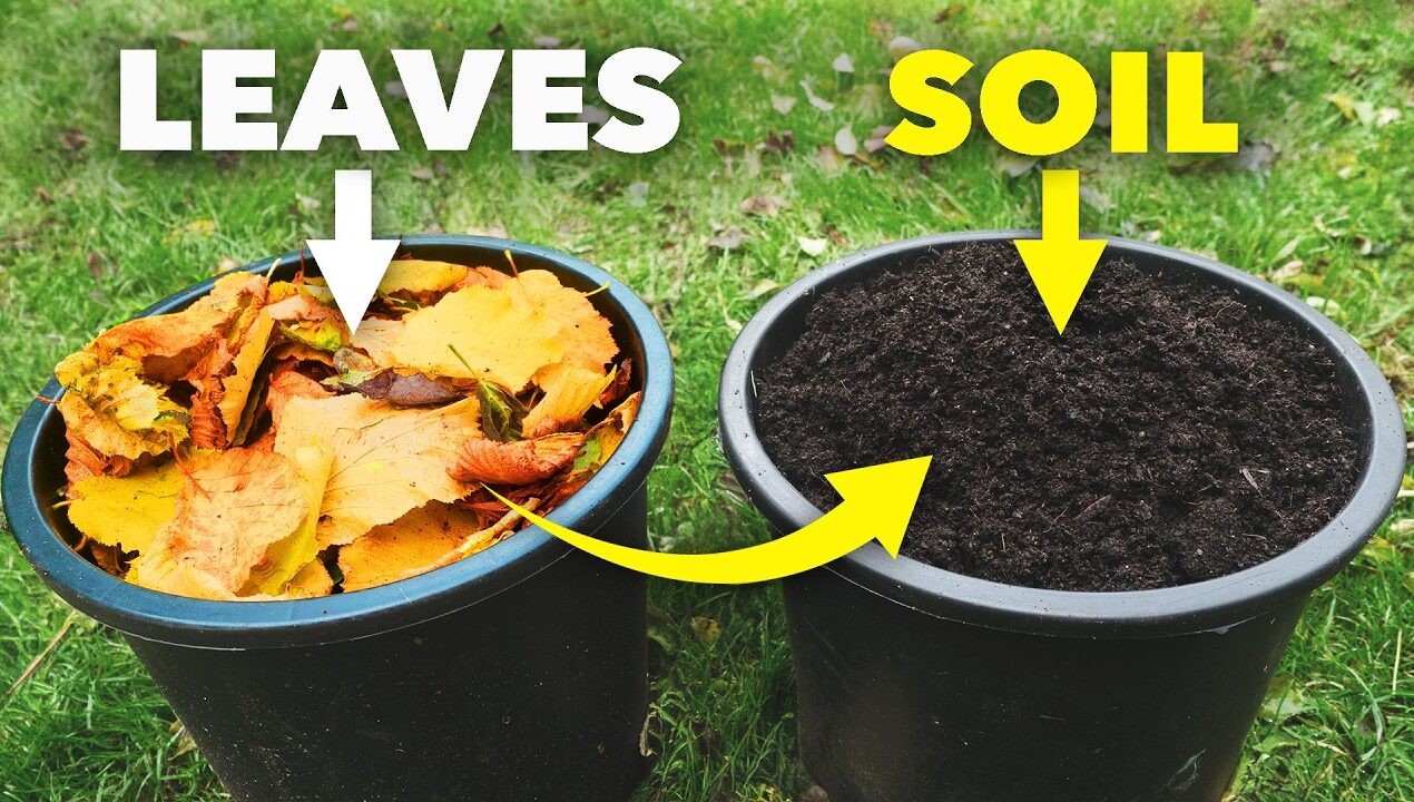 The Clever Way Smart Gardeners Make Amazing Soil