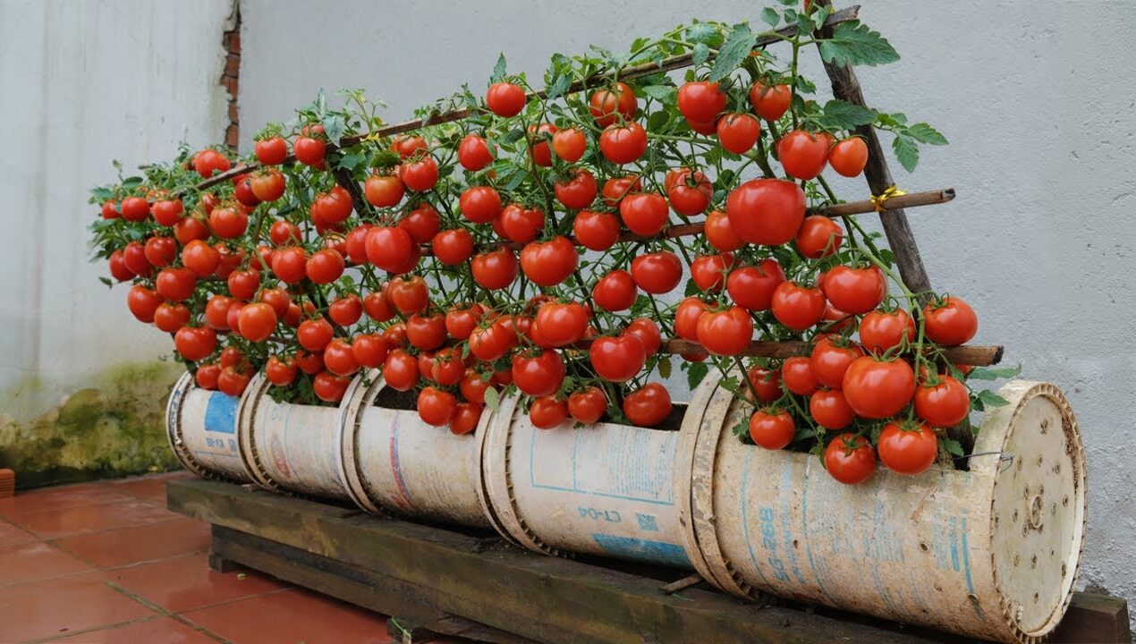 No Need a Garden: The Secret to High Yield Tomatoes in Plastic Containers 🍅
