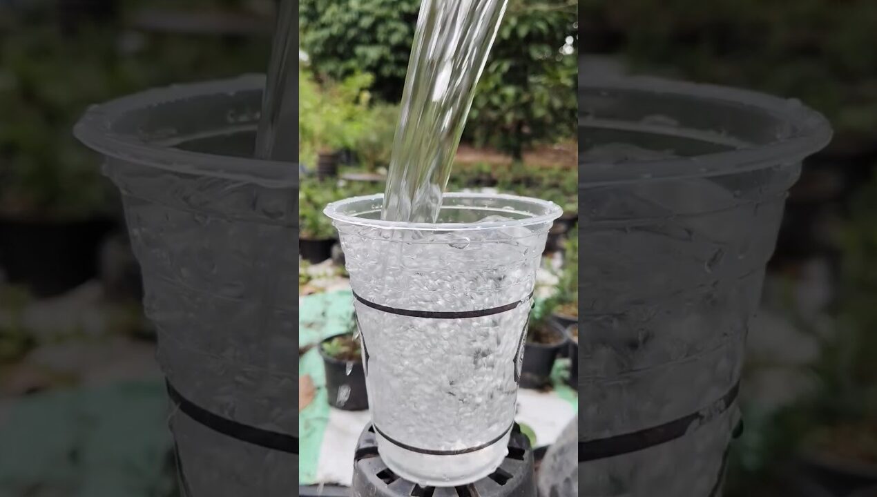 Disposable Glass se Plant Grow 🌱 | Easy Water Plant Hack 💧