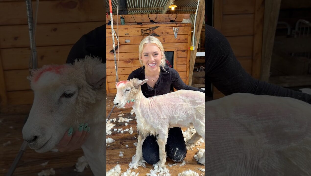 Shaving a jumbo don 🤪🫶🏻🐑 #diy  shearing a sheep at Sheep World in New Zealand