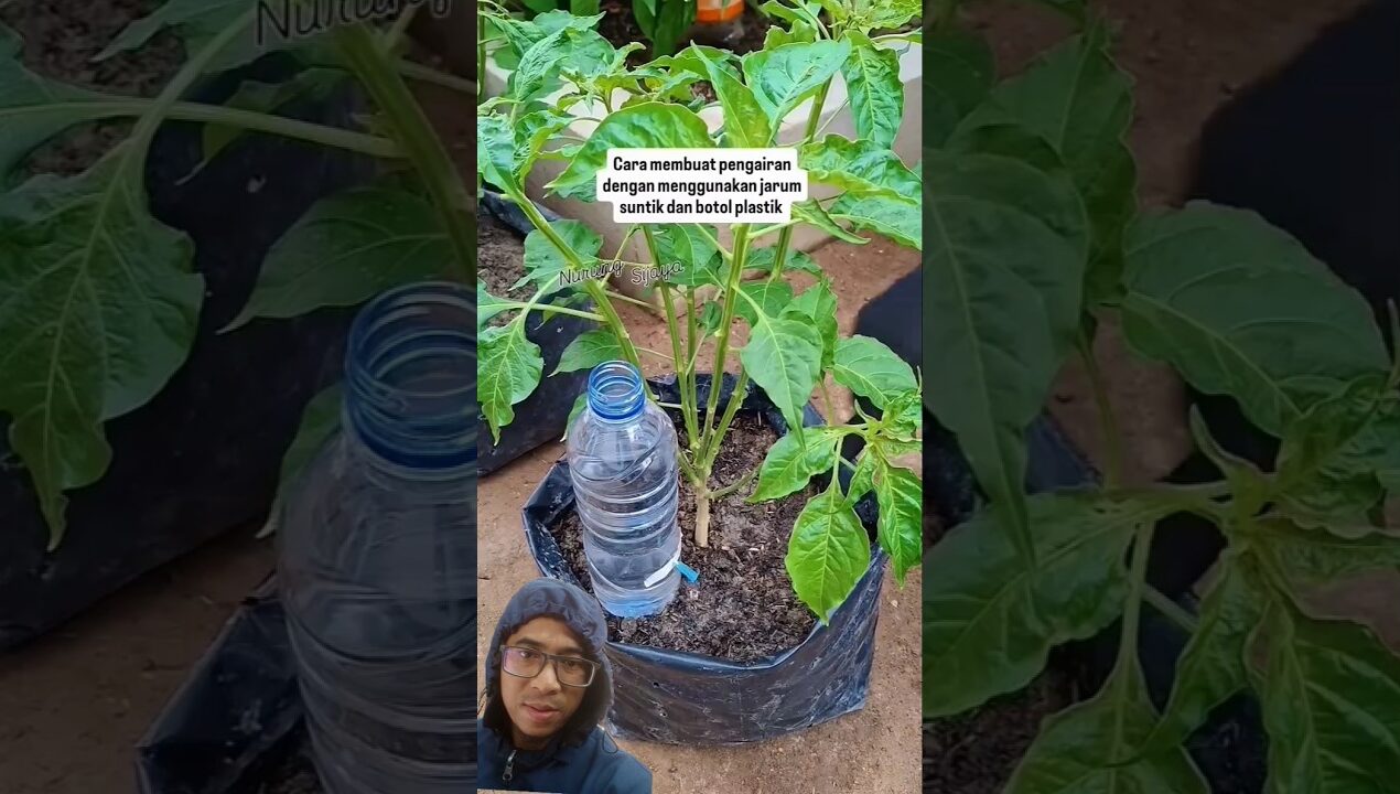 IDE KREATIF sistem pengairan botol bekas #berkebun #garden #gardening #diy