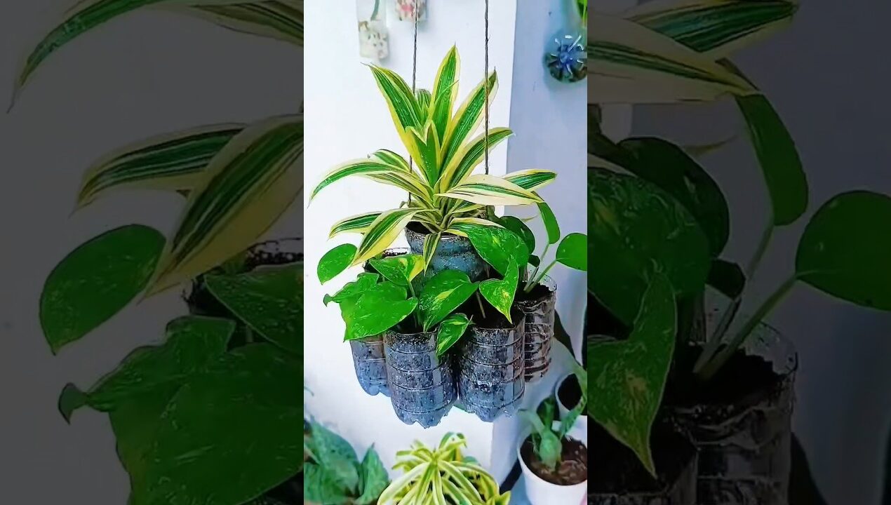 ide kreatif membuat pot gantung kombinasi botol besar dan kecil👌🌱🌱