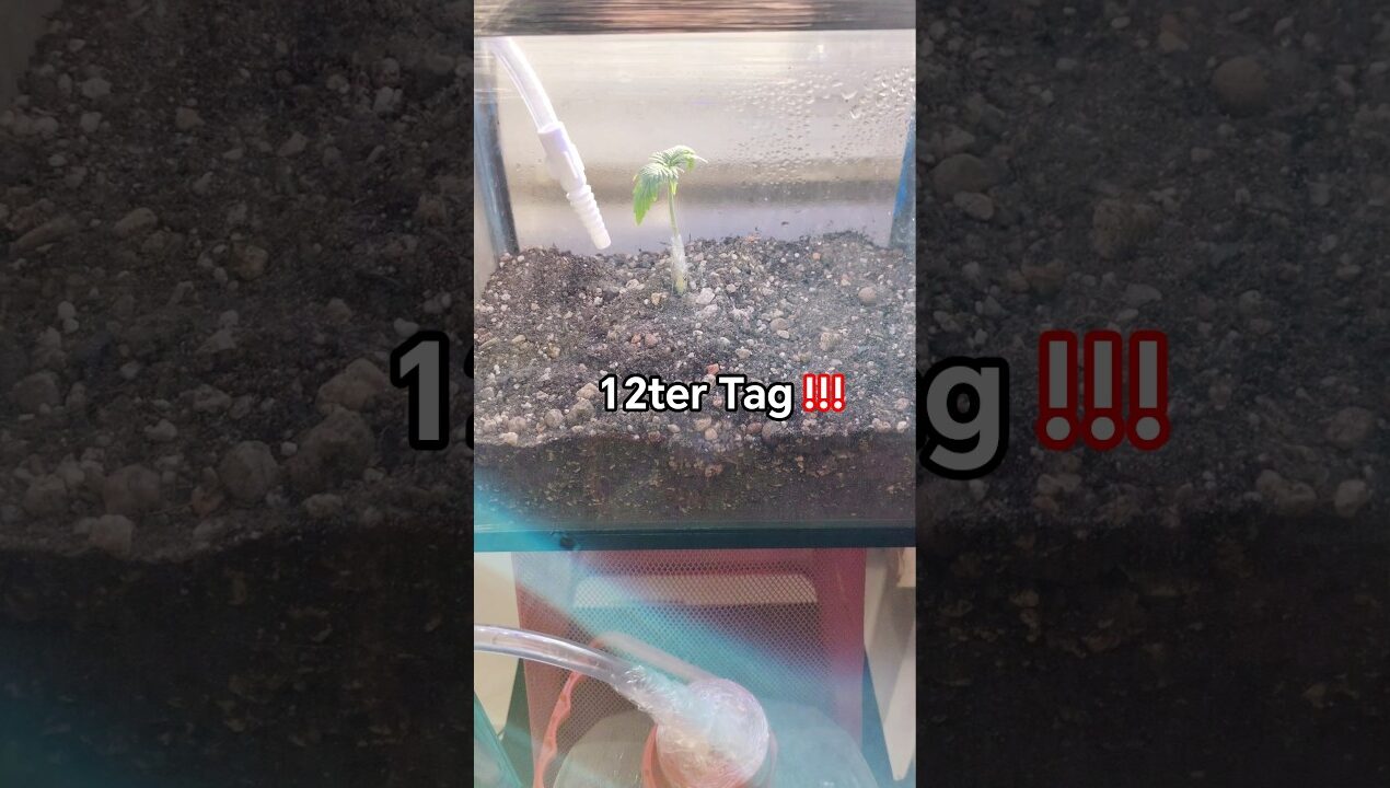 Brokkoli auf Brennnessel gepfropft #plants #ihavethisthingwithplants #diy #garden