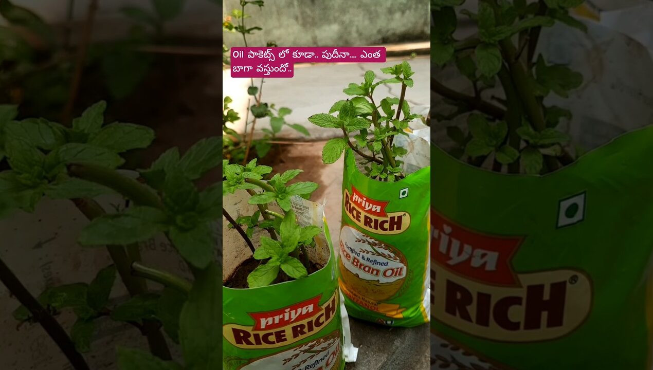 oil packets reuse ideas l mint plants ytshorts l shortsviral