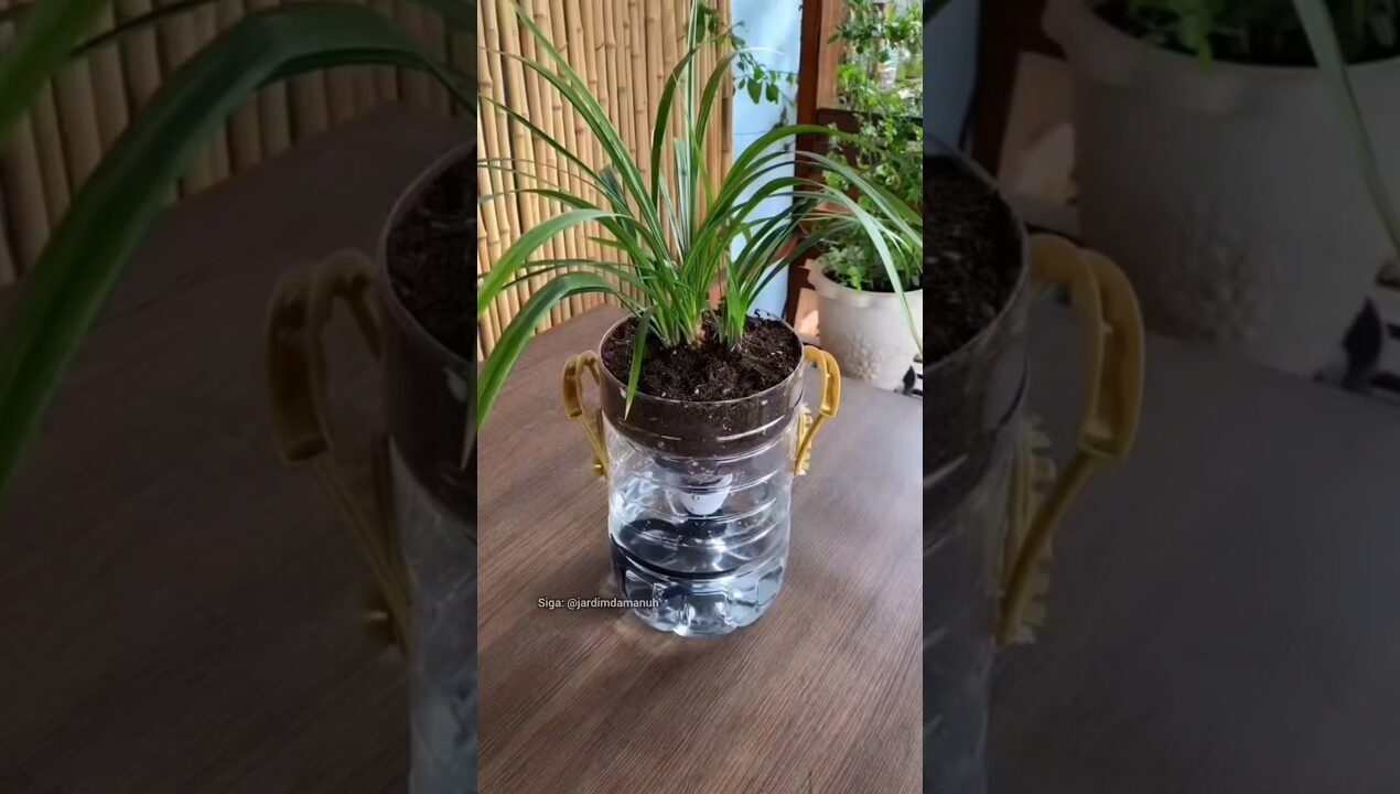 Vaso auto irrigavel #jardinagem #garden #diy #jardim #planta #plantas