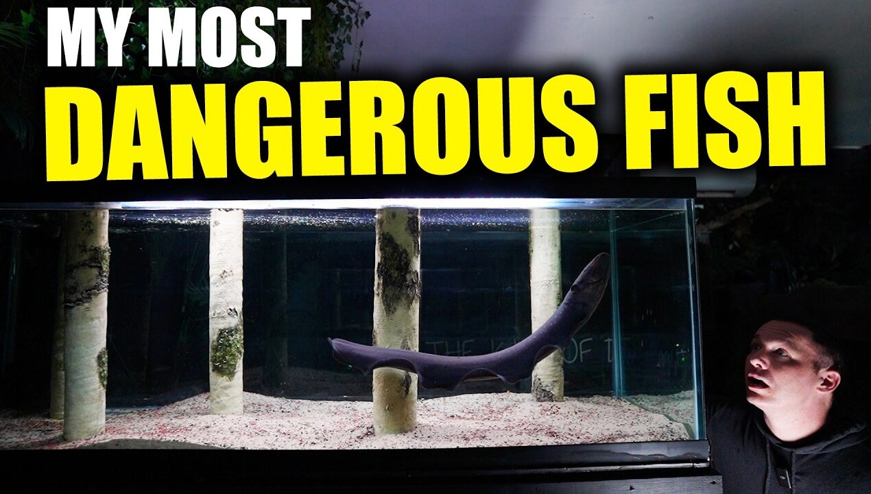 My New Aquarium is INSANE!! (I got electrocuted) – the king of DIY