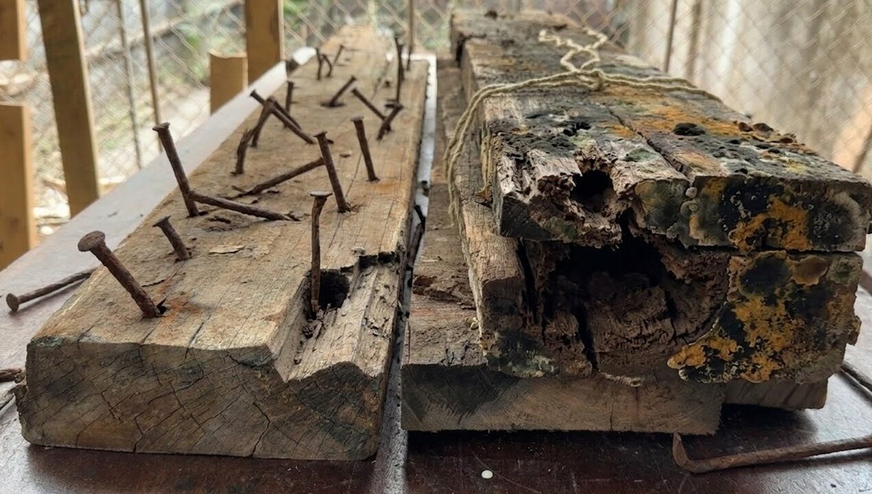 Why This Rusty Wood is Worth Millions of Dollars!