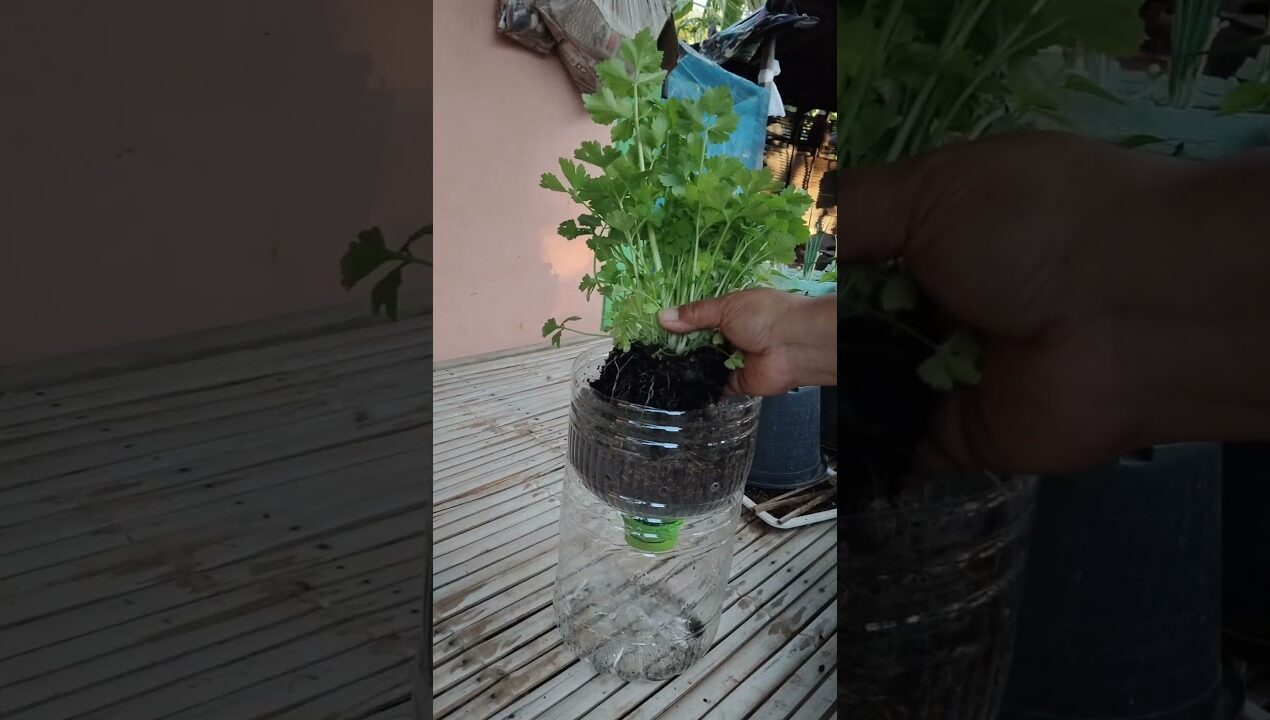ไอเดียปลูกผักในขวดน้ำที่เหลือใช้  #garden   #farming. #ไอเดียปลูกผักจากขวดน้ำ