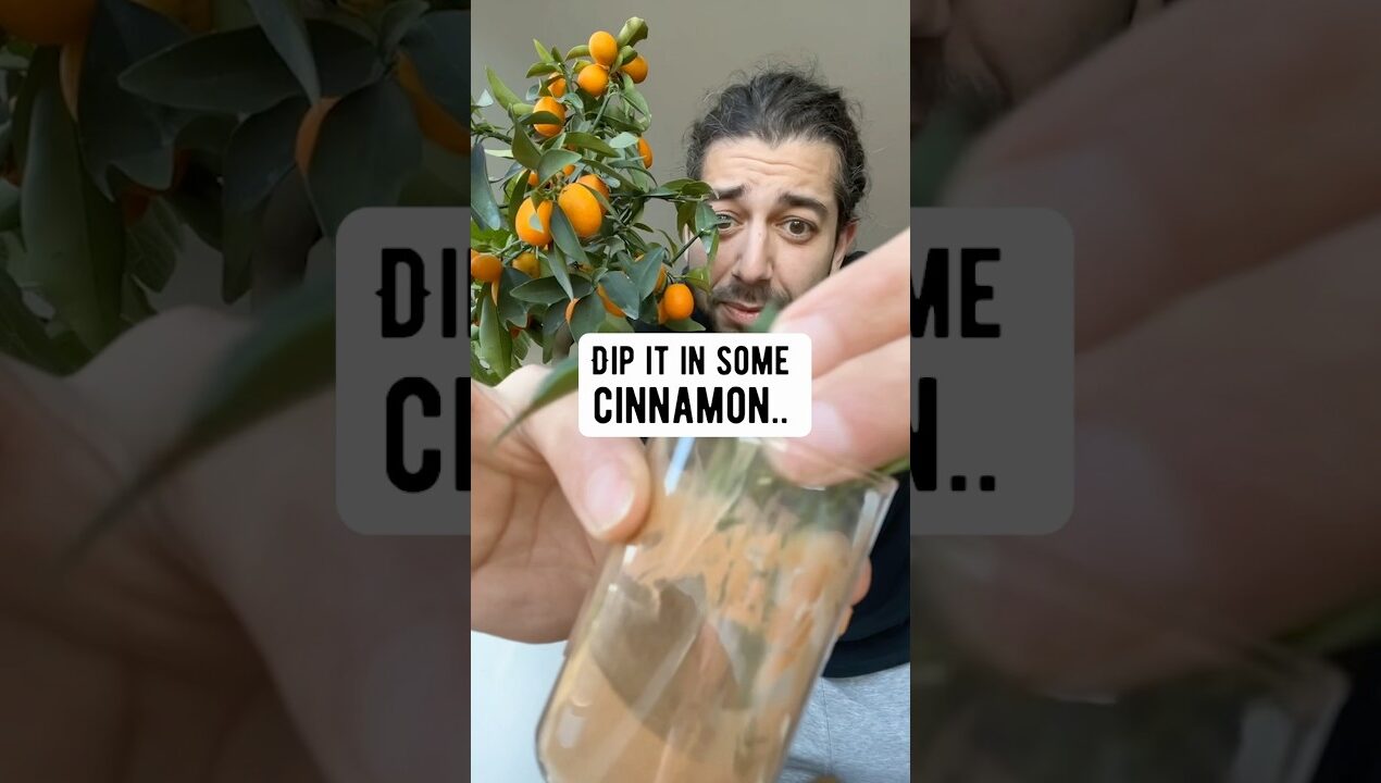 3 DIY gardening hacks | creative explained