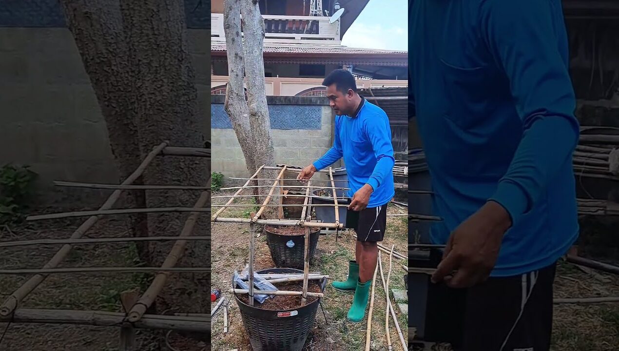 ไอเดียค้างผักในเข่งแบบค้างเตี้ย #ปลูกผักกินเอง #ไอเดีย #ไอเดียปลูกผัก #ideas #ค้างผัก  #shorts