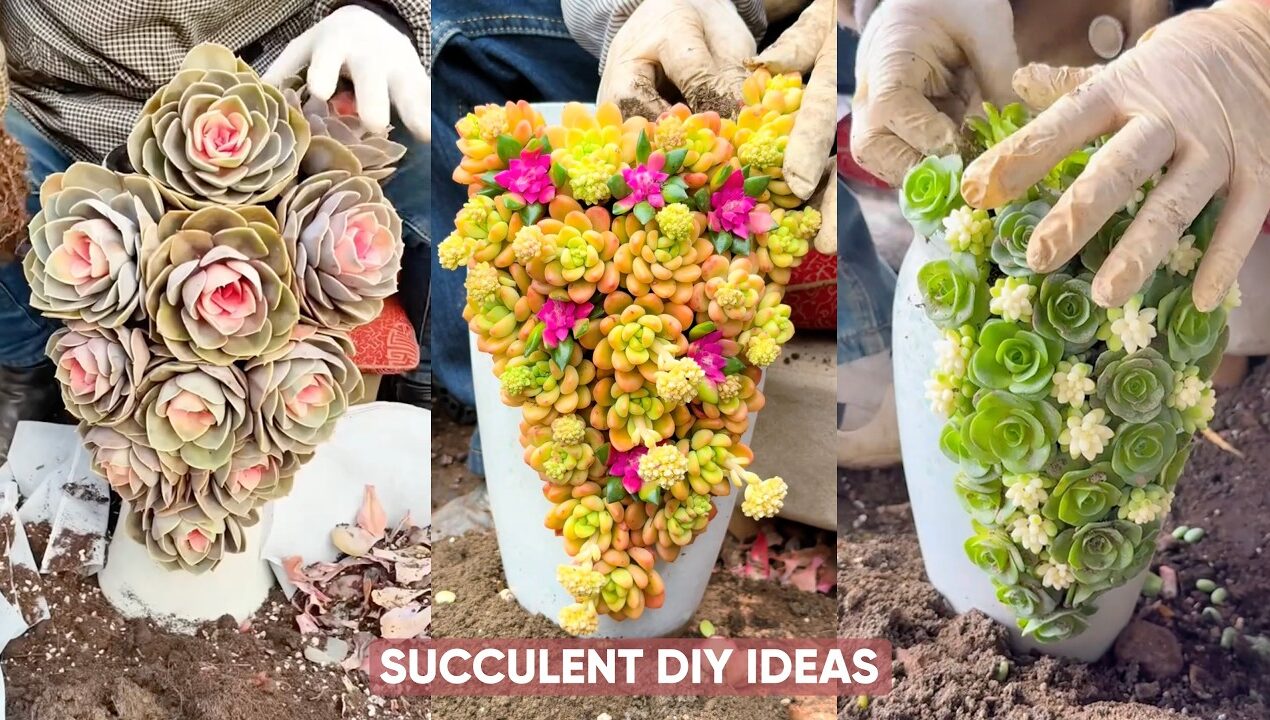 Stunning DIY Succulent Decoration Ideas You Need to Try! 🌵✨