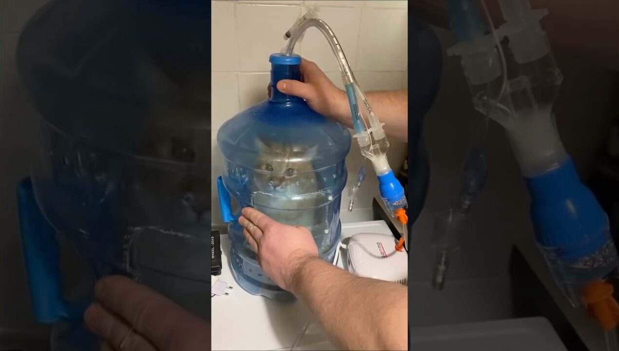 DIY Asthma Chamber 😷 #goodtoknow #lifehacks #funfacts #vet #medicine #educational #asthmaawareness