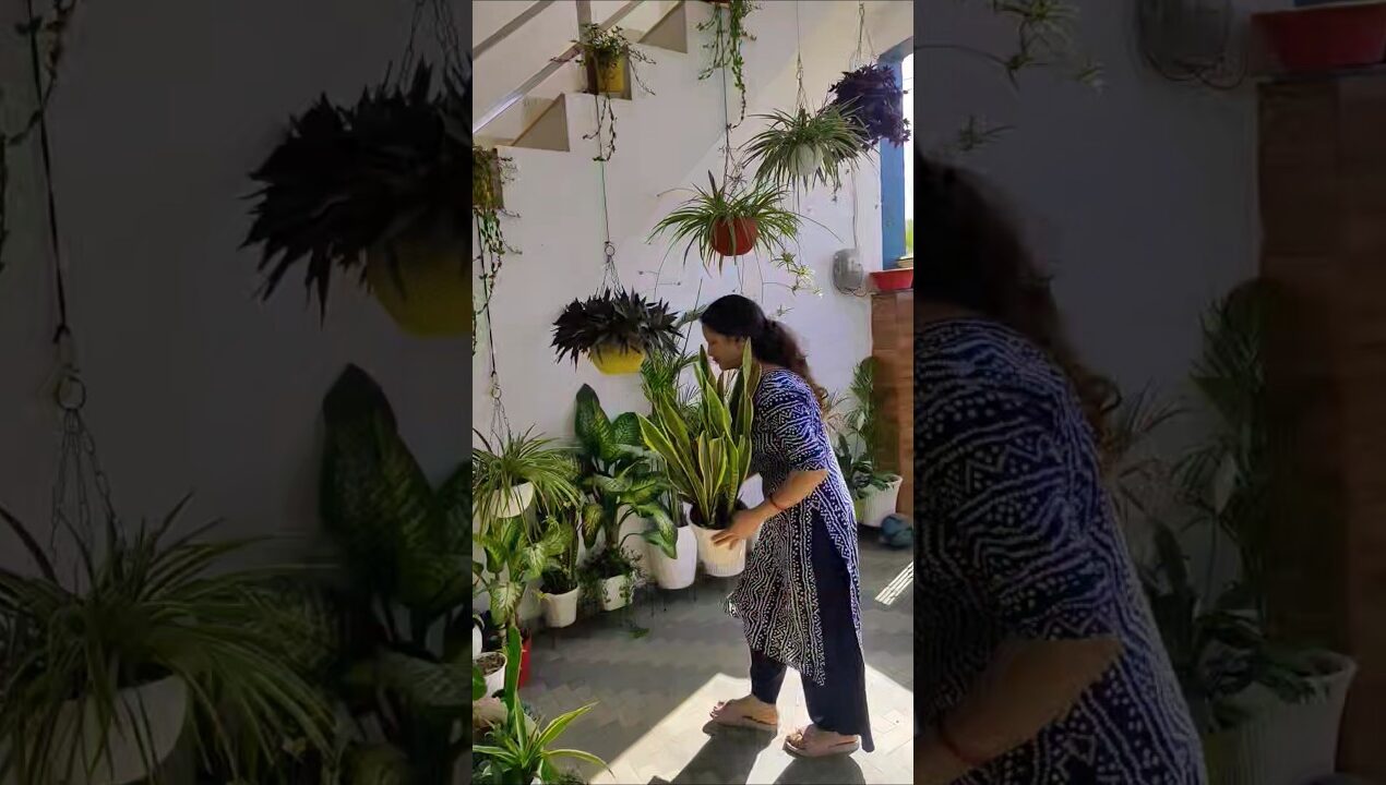 indoor and outdoor permanent plants#gardening #gardenplants #homegardenideas#ytshorts