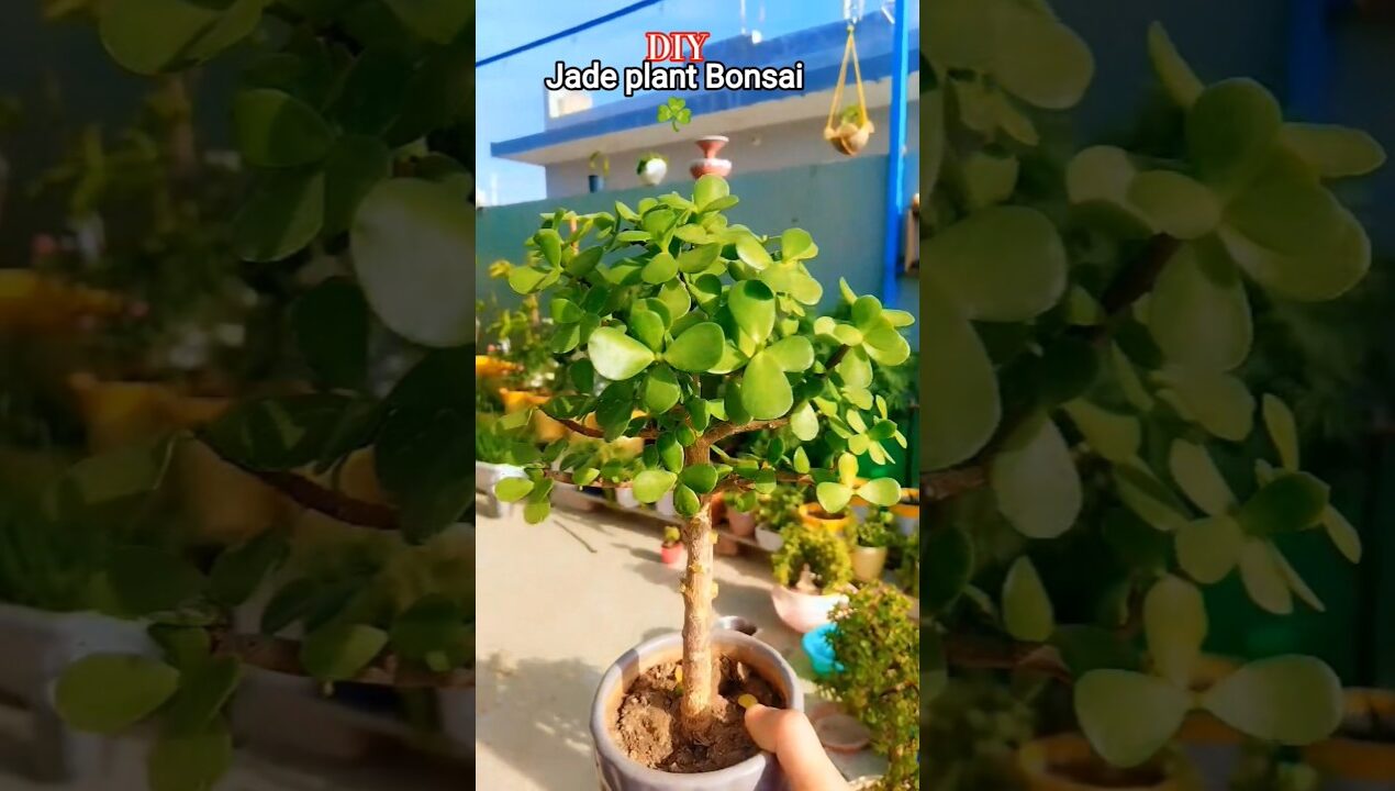 jade plant decoration ideas ☘️ #garden #plants #diy #bonsai  #trending #song #shorts