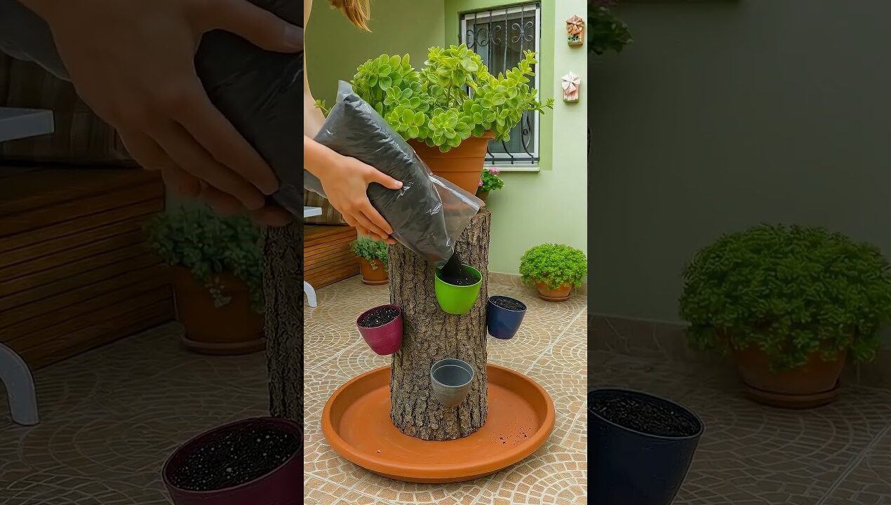Look what he built in the backyard with Rustic Tree Into a Beautiful Flower Planter 🌳🌸 (USA DIY)