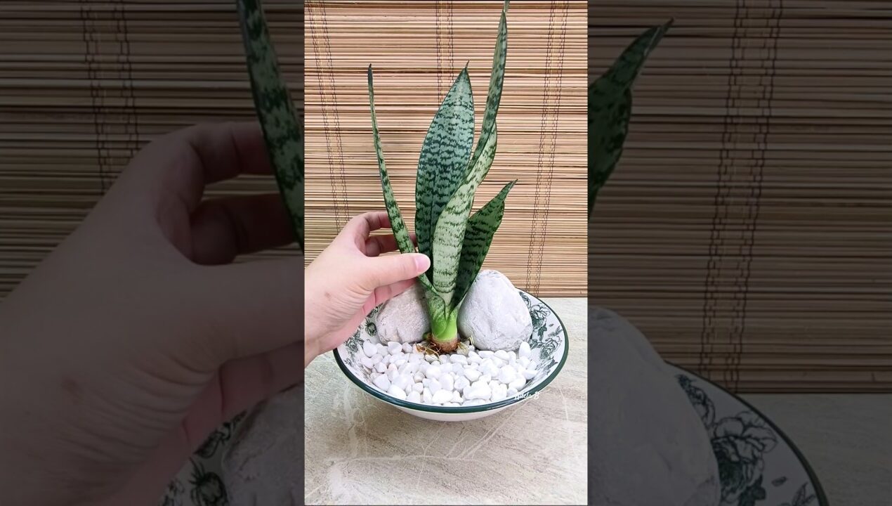 Sansevieria Robusta & Golden Hahnii with White Stones Water Garden Idea🤍 #decorinspiration #diy