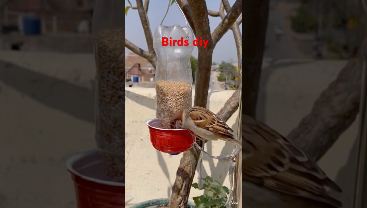 ￼￼￼गर्मियों में ये ज़रूर बनाये पंछियो के लिए 🥰￼#garden #birds #explore #ytshorts #trending #viral