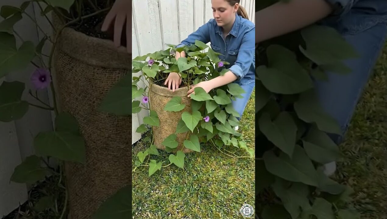 Sweet Potato Planting at Home #sweetpotato #potato #diy #crafts #gardening #plantlove #homeplants
