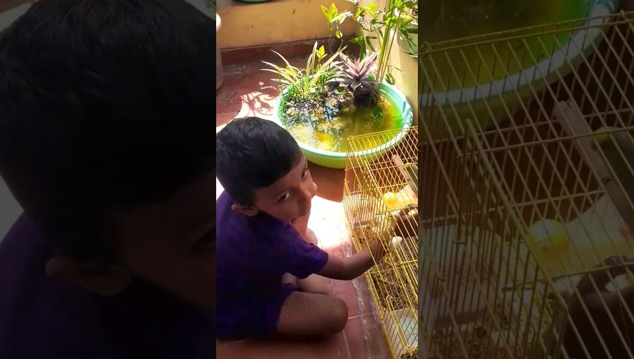 #minipond #birds #diyfishtank #diypond #diyideas #balcony #garden #shorts