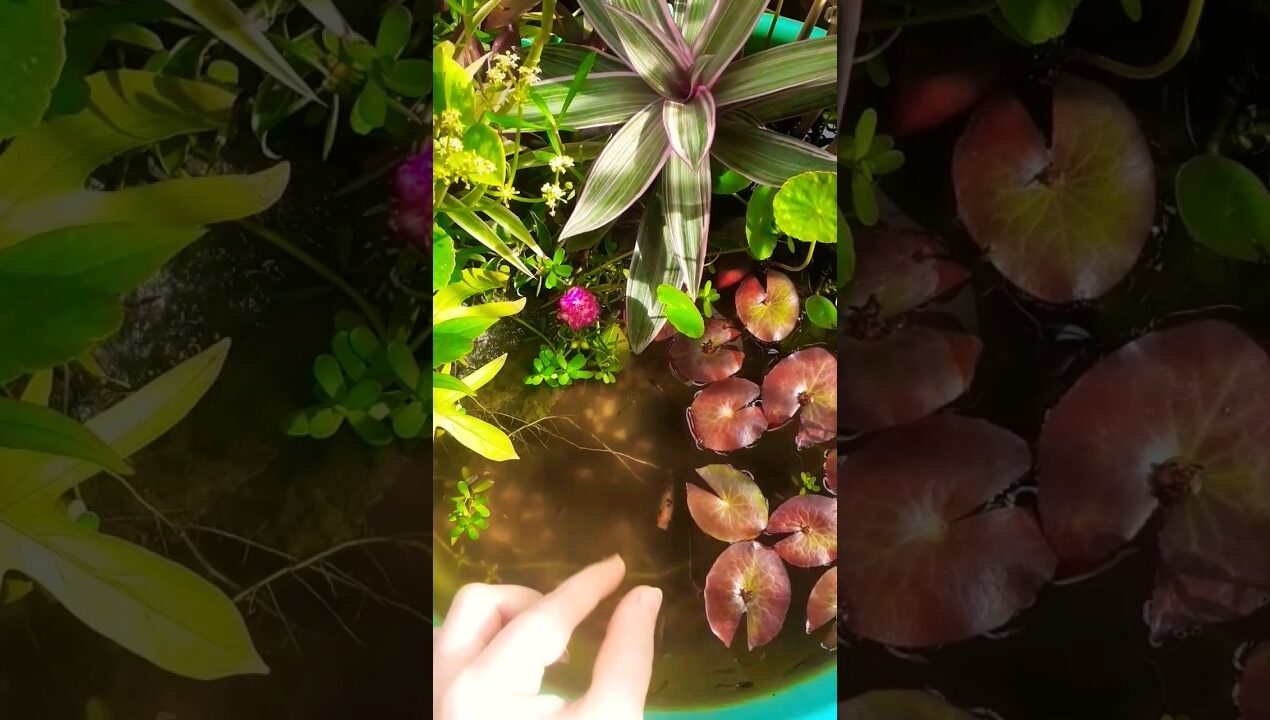 #guppy #mollyfish #dailyshorts #youtubeshorts #garden #diy #ideas #biotope #aquarium #plants #shorts