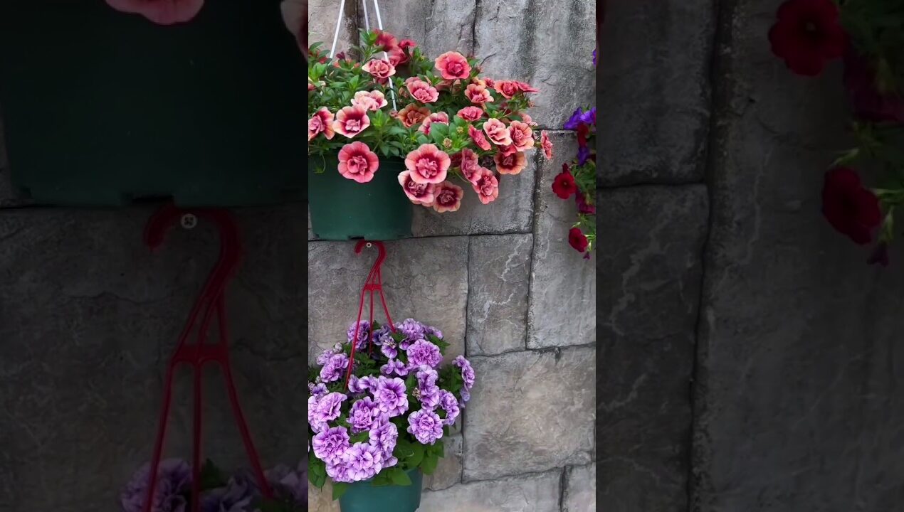 Wall Garden Decoration Ideas 🌸🪴🌿 #gardening #decoration #ideas #garden #asmr #homedecor #plants