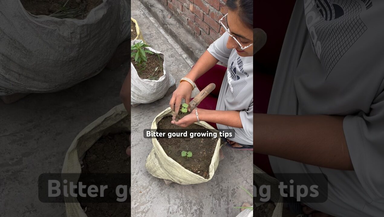 Jungle karele ke bij #bittergourd #garden #vegetables #gardening #trending #shorts