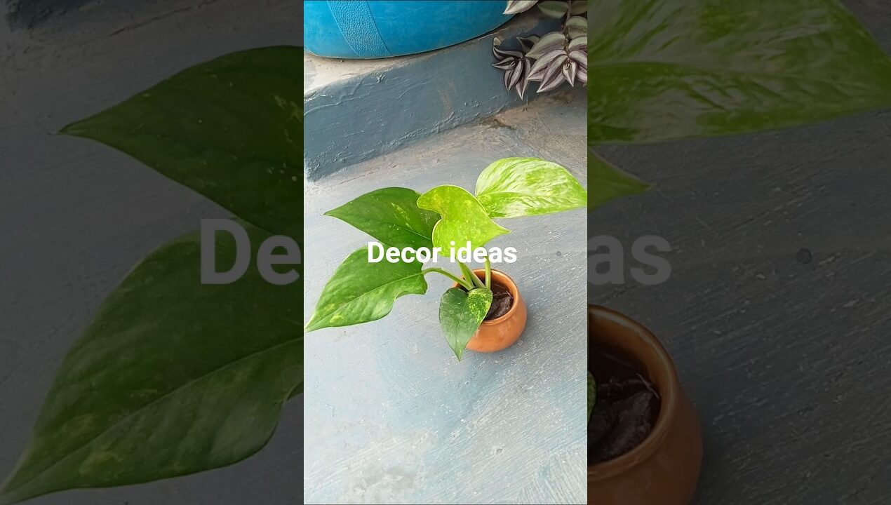 Money plant decor ideas /Diy little pot☘️🍀 #garden #ihavethisthingwithplants #gardeningtrends