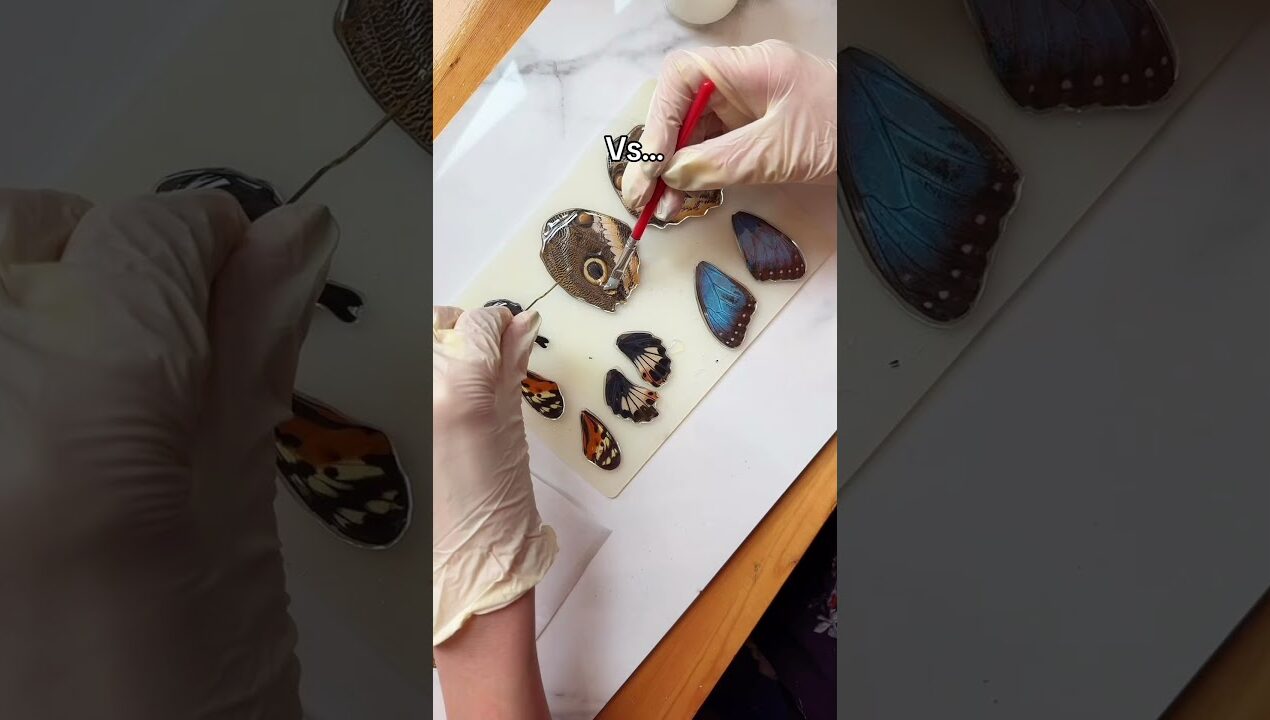 Which one would you get?🥹🦋 #butterfly #watch #jewelry #gothic #diy