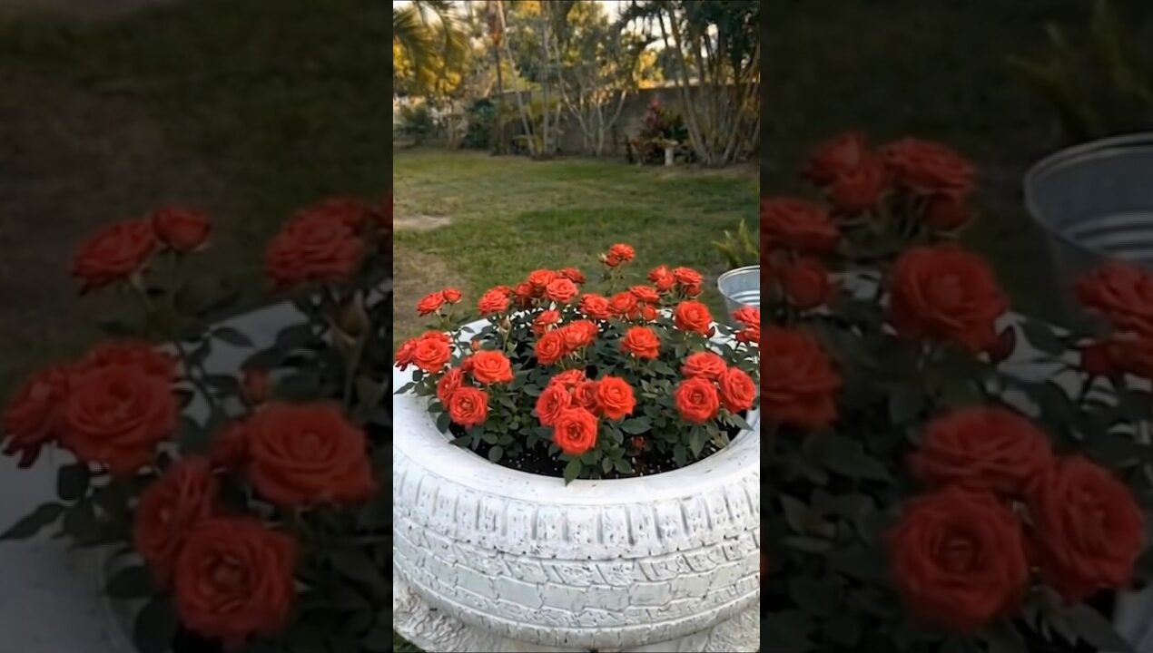 Genius Tire Upcycle! DIY Garden Planter 🌹