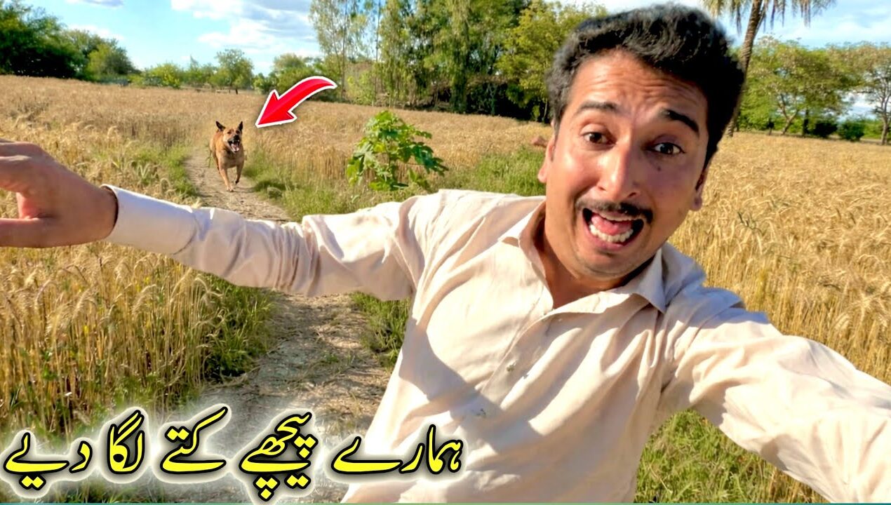 Hamary Pechy Kuty Laga Diy 😱 🐕
