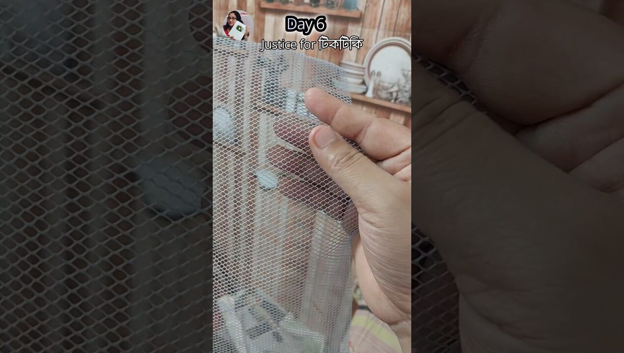 বেচারা অবলা টিকটিকি 🤭 #ndecor #diy #kitchenmakeover