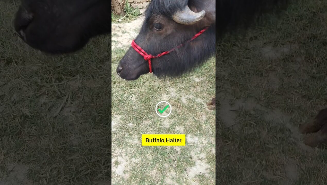 Step-by-Step Guide to Making and Tying a Buffalo Halter #diy #knot #hacks #tips #shorts
