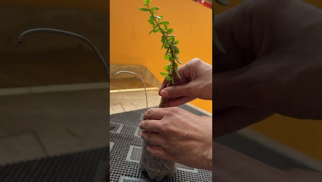 Garden decor ideas | jade plant | topiary #homedecor #diy