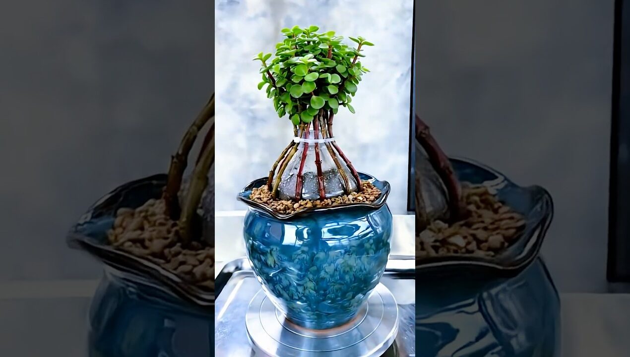 Creative Succulent Decor Ideas | Aesthetic DIY Room Decor