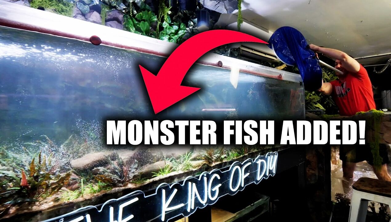 ALL THE FISH IN MY 2,000G AQUARIUM ARE GONE!