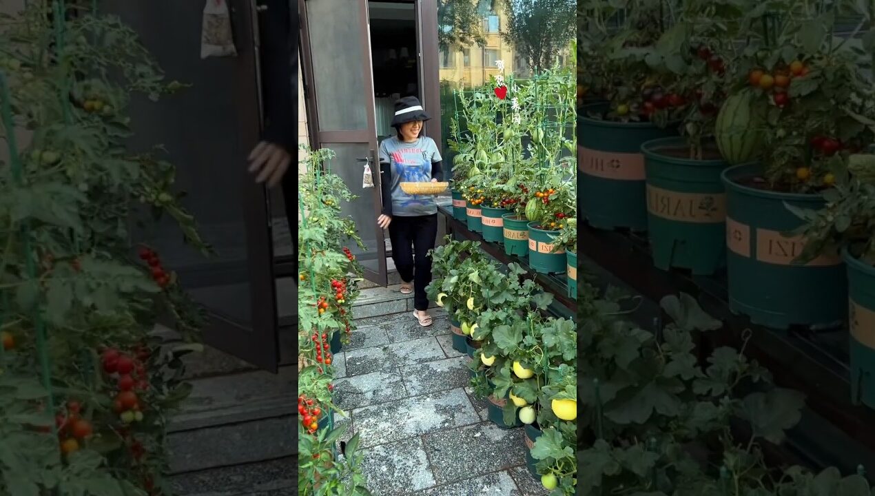 It's so convenient to grow your own vegetables. Just walk around the yard and you'll have enough..👇🏻