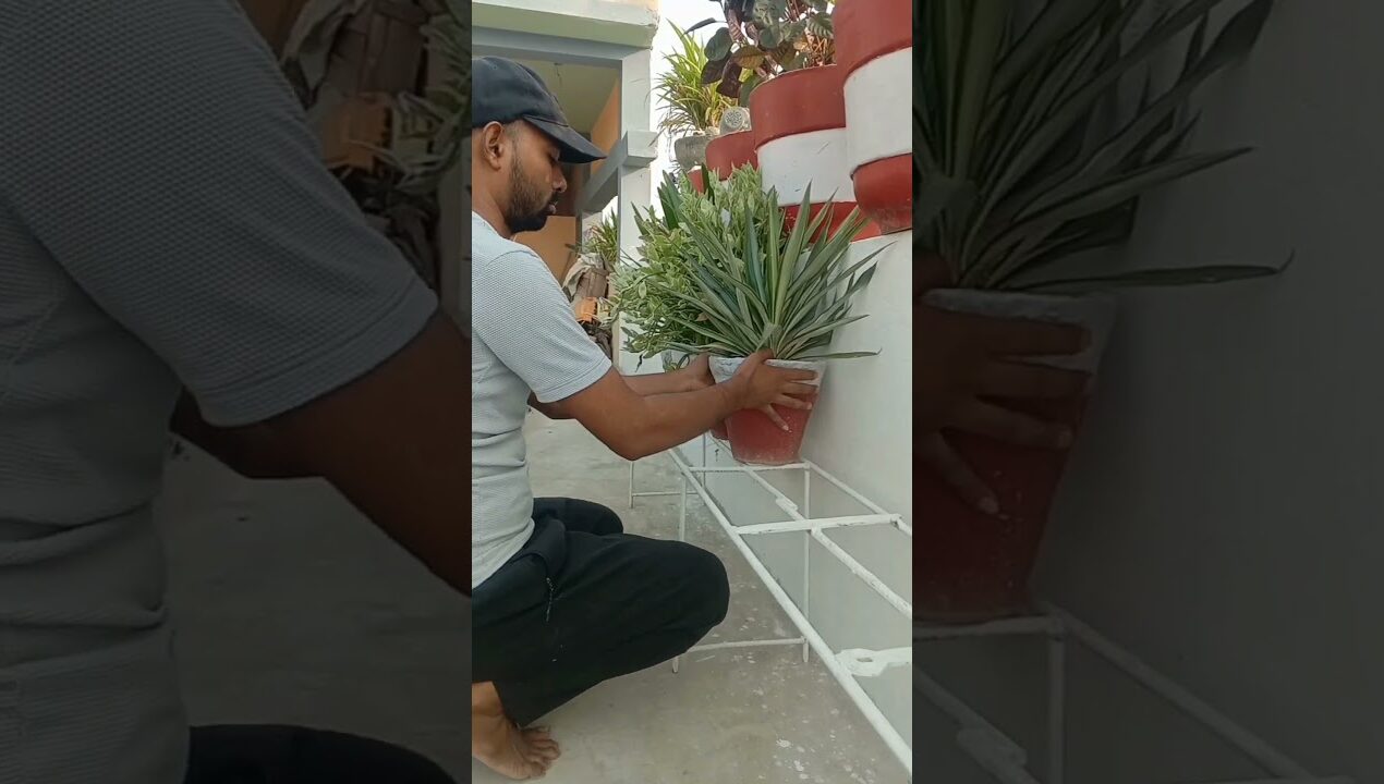 Garden Makeover part-3 😍😍 #gardening #terracegarden #plants #flowers #garden #gardenideas #shorts