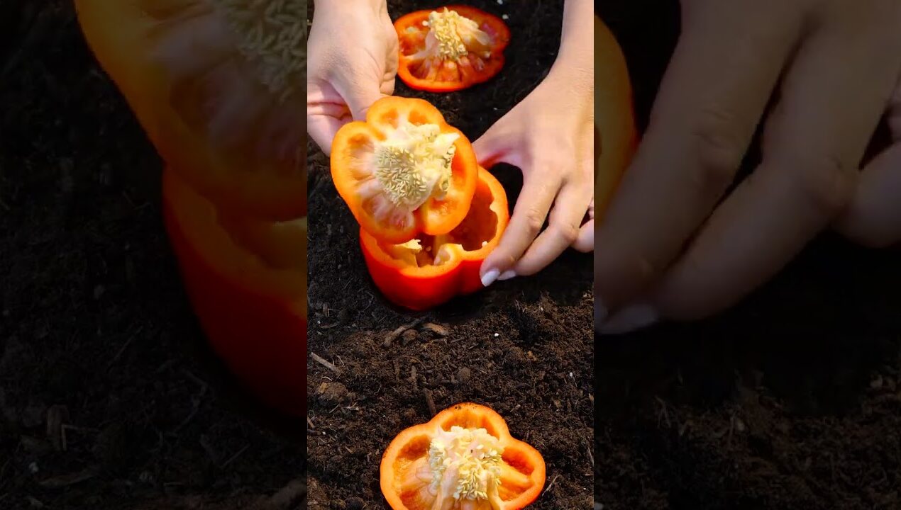 Garden Ideas That Will Amaze You 🤩