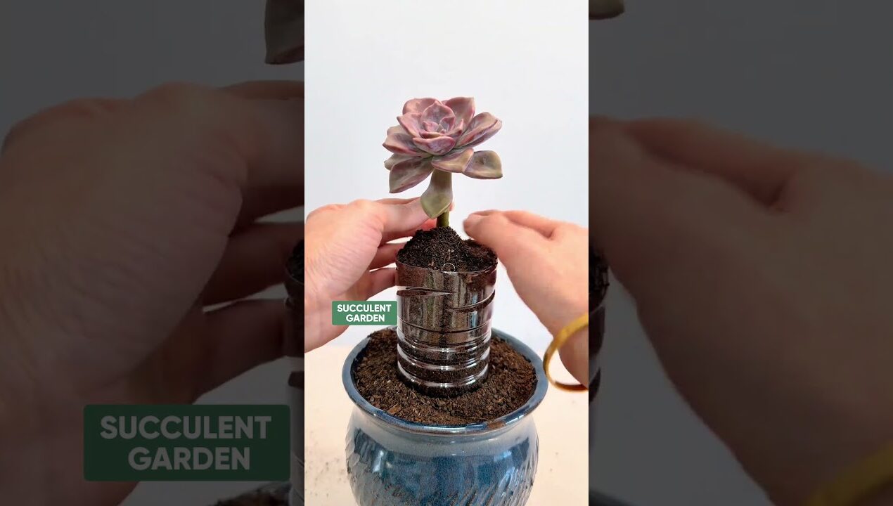 Creative Succulent DIY: Unique Decoration Ideas for Your Home