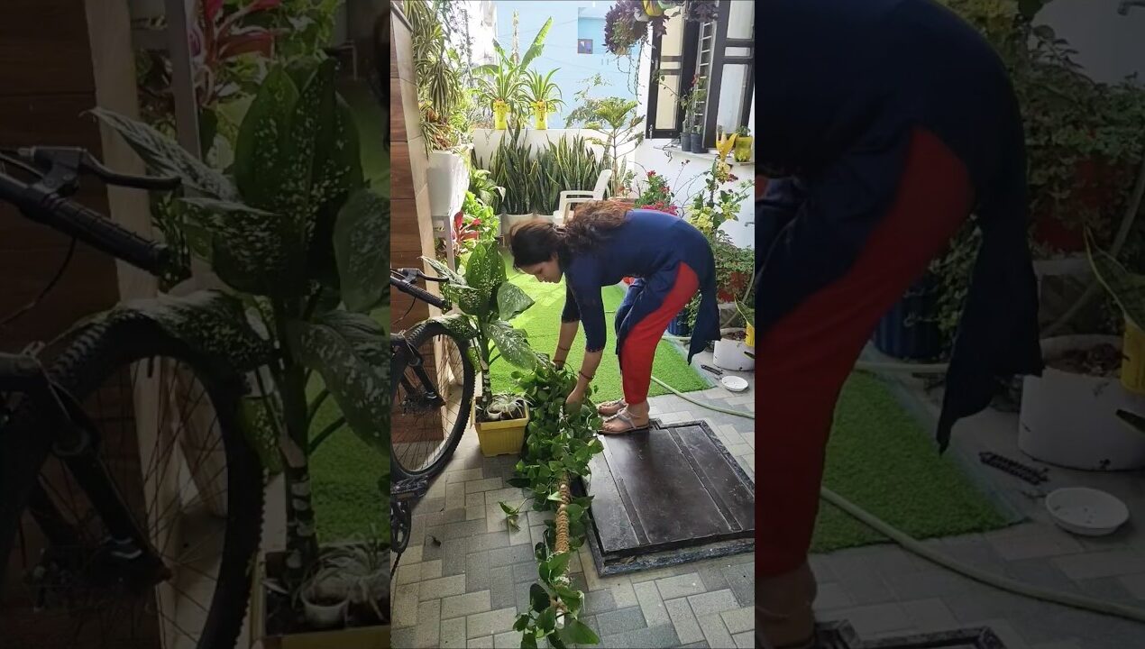 creeping inch plant care tips 🪴♻️ #verticalgarden#ideas#diy #planterstand#ytshots