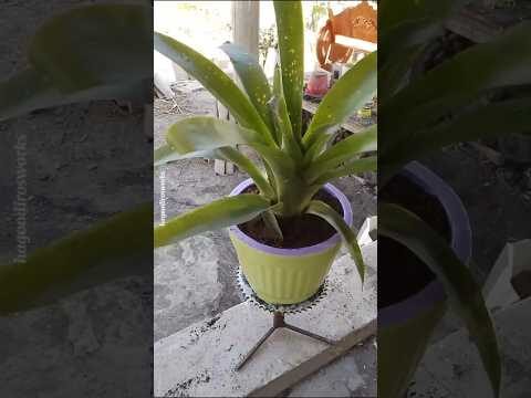 Diy planters Ideas!#diyideas #gardenideas #handmadeplanter