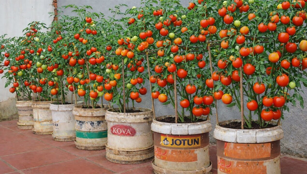 No Need for a Big Garden – Grow Tomatoes This Way for an Incredible Harvest!