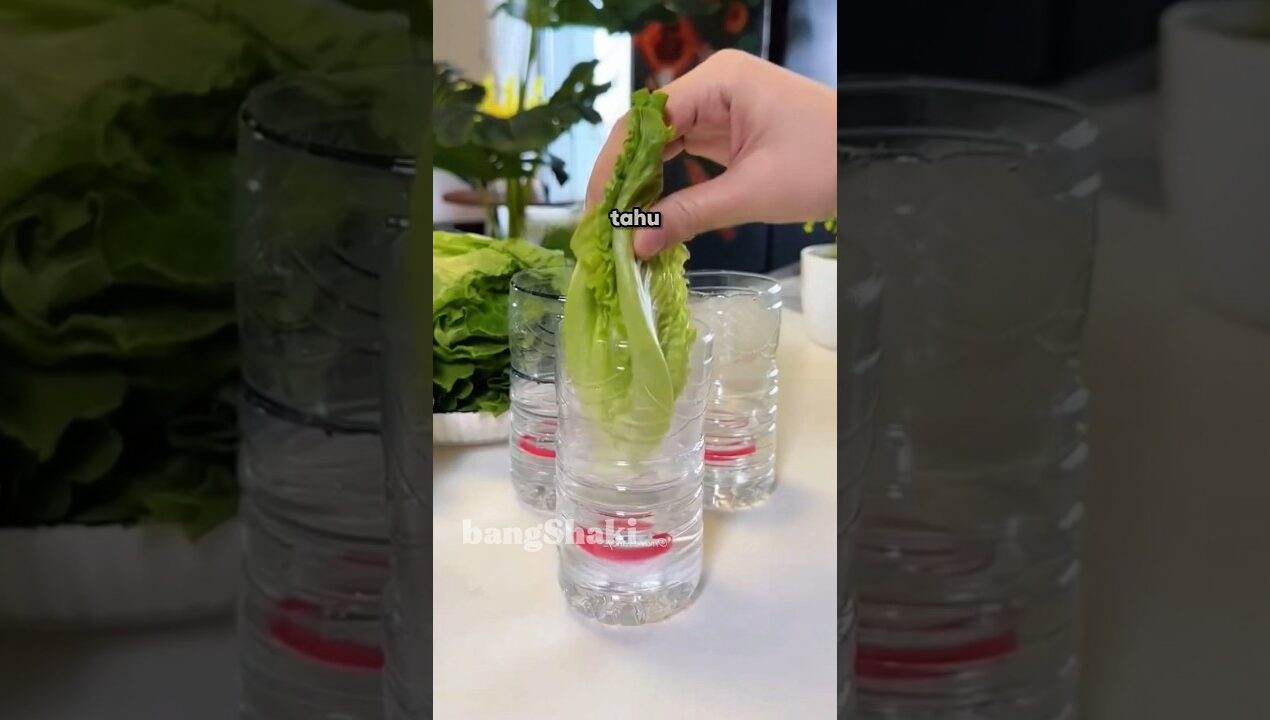 tips biar kamu bisa tanam seladah sendiri dirumah🥬 #shorts #diy #tips